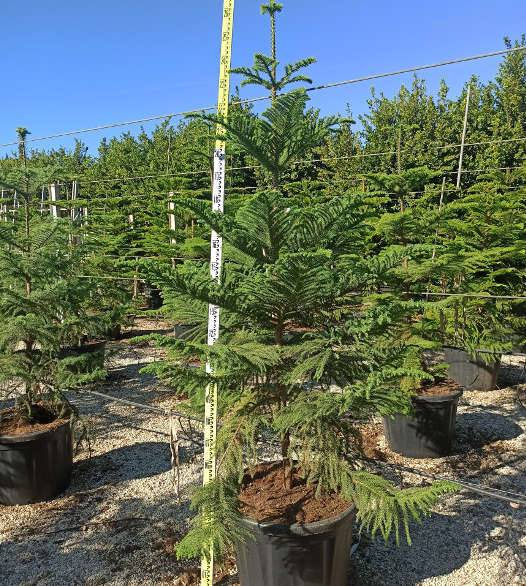Sans Marque - Araucaria heterophylla (syn. A. excelsa) (Pin de Norfolk, Araucaria de Norfolk) Taille:Pot de 45L - 200/225cm - Image 1