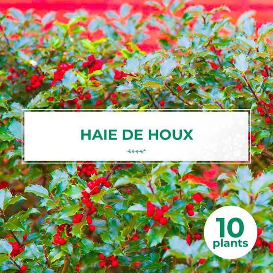 10 Houx (Ilex Aquifolium) - Haie de Houx - - Pépinières Naudet - Image 1