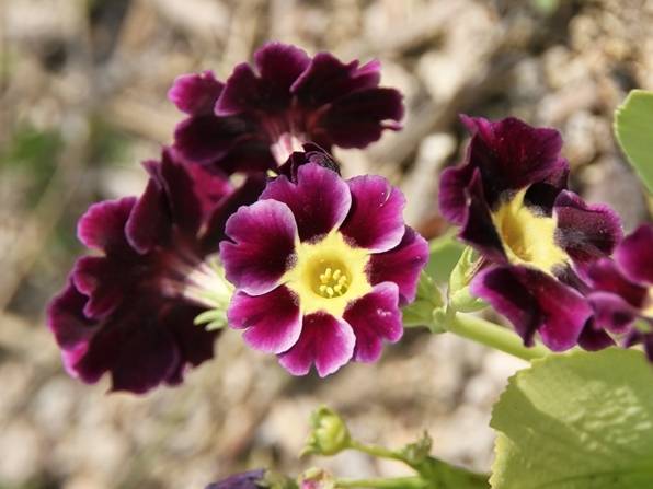 Primevère oreille d'ours - Primula auricula en mélange Godet de 8/9 cm - Image 2