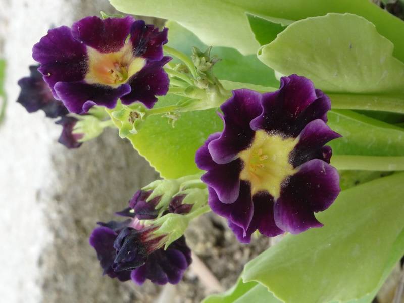 Primevère oreille d'ours - Primula auricula en mélange Godet de 8/9 cm - Image 1