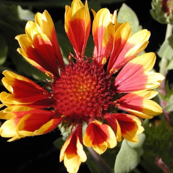 Gaillarde Kobold à fleurs Jaune - feuillage Caduc - Godet - 5/20 cm- hauteur à maturité De 0,15 m à 0,50 m