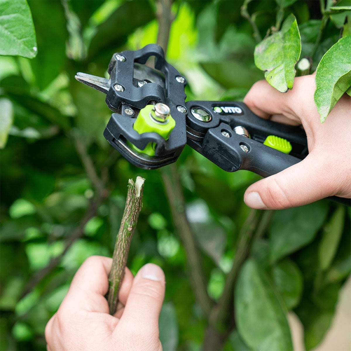 Pince à greffer 3 Lames Sécateur de jardin Végétaux , Arbres fruitiers , Outil de coupe VITO - Image 6