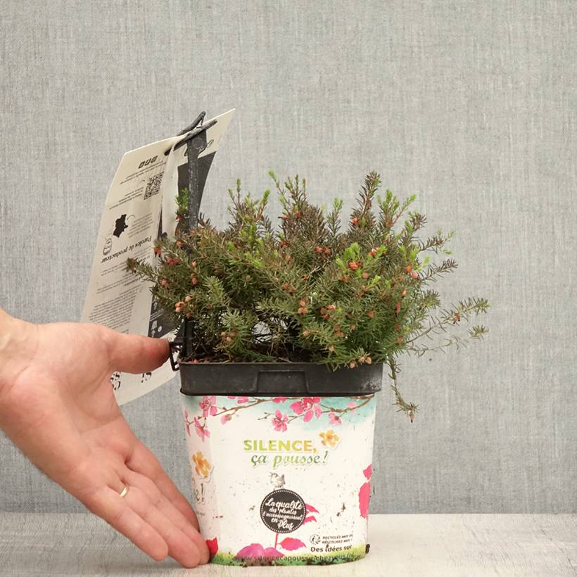 Promesse de Fleurs - Bruyère d'Hiver - Erica x darleyensis Kramer's Rote Pot de 2L/3L - Image 2