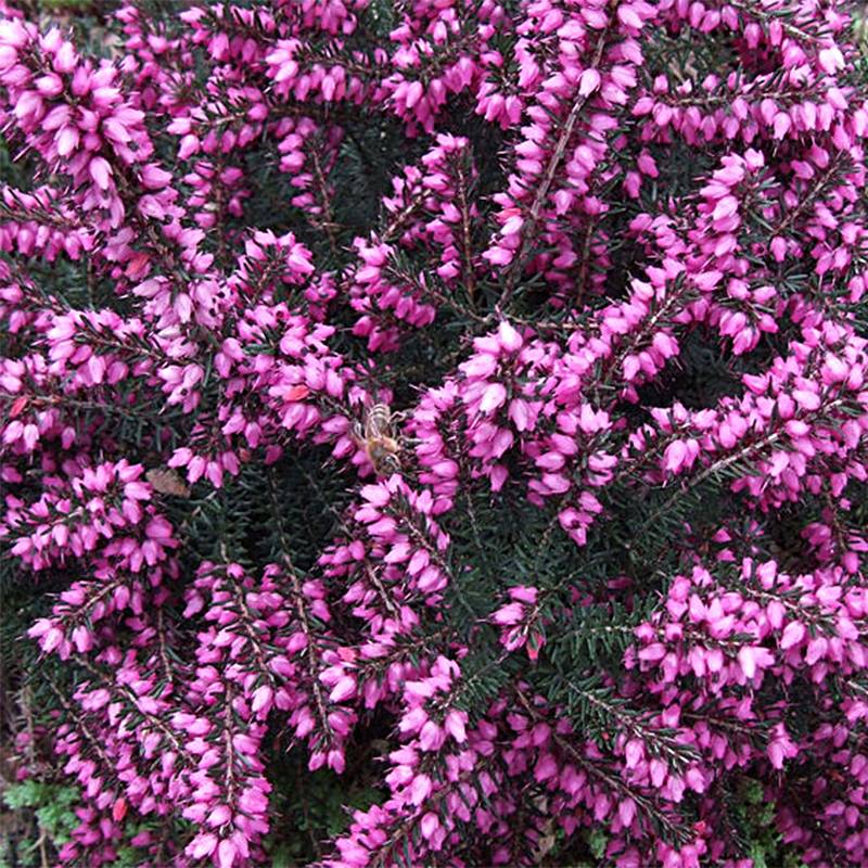 Promesse de Fleurs - Bruyère d'Hiver - Erica x darleyensis Kramer's Rote Pot de 2L/3L - Image 1