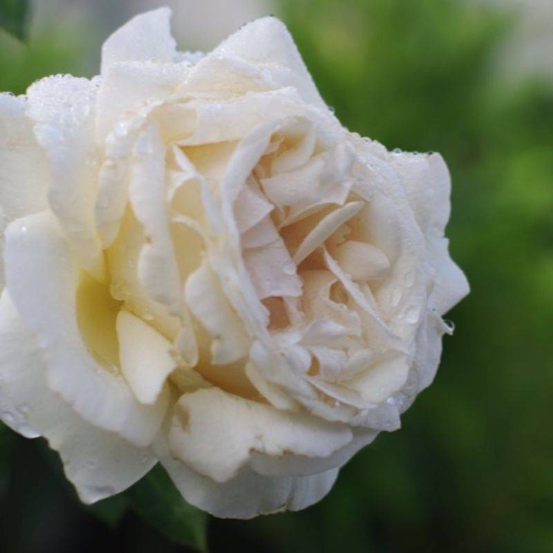 Rosier grosse fleur 'Virgo' - Conteneur 3L - Pépinières Naudet - Image 1