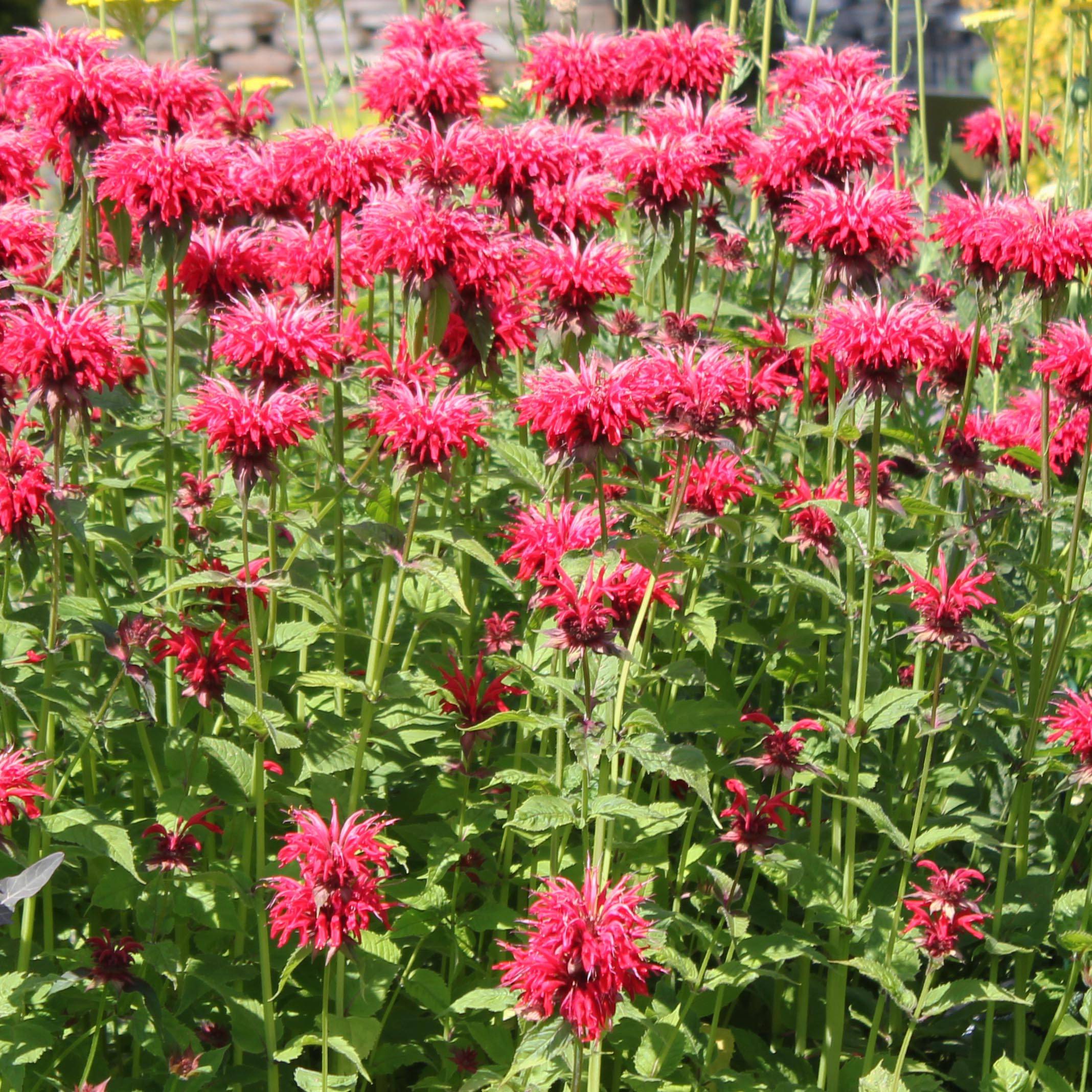 Monarda Gardenview Scarlet - Bergamote écarlate Godet de 8/9 cm