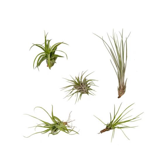 Coffret Tillandsia - H60cm - Image 2