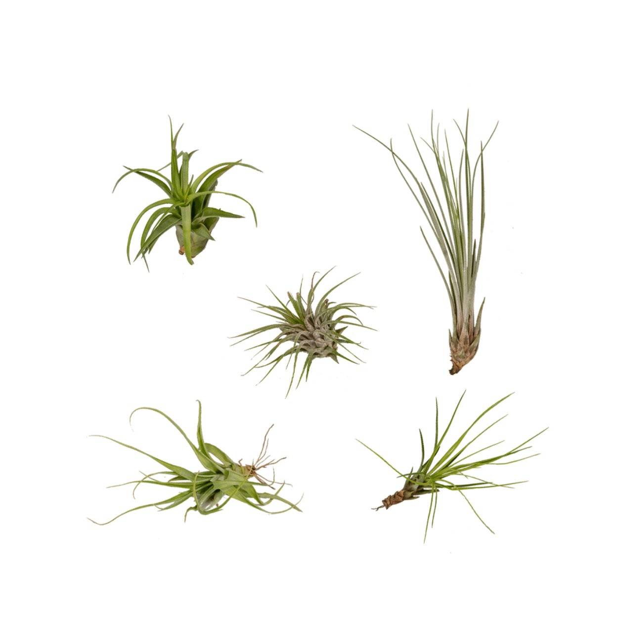 Coffret Tillandsia - H60cm - Image 2