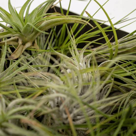 Coffret Tillandsia - H60cm - Image 3