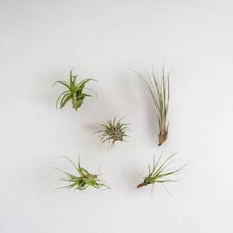 Coffret Tillandsia - H60cm