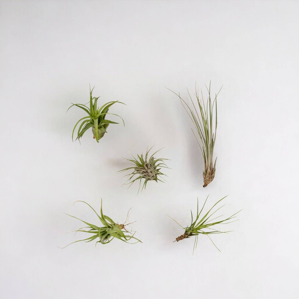 Coffret Tillandsia - H60cm - Image 1