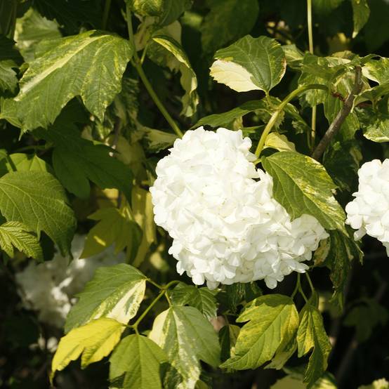 Promesse de Fleurs - Viorne obier - Viburnum opulus Pechcin Pot de 3L/4L