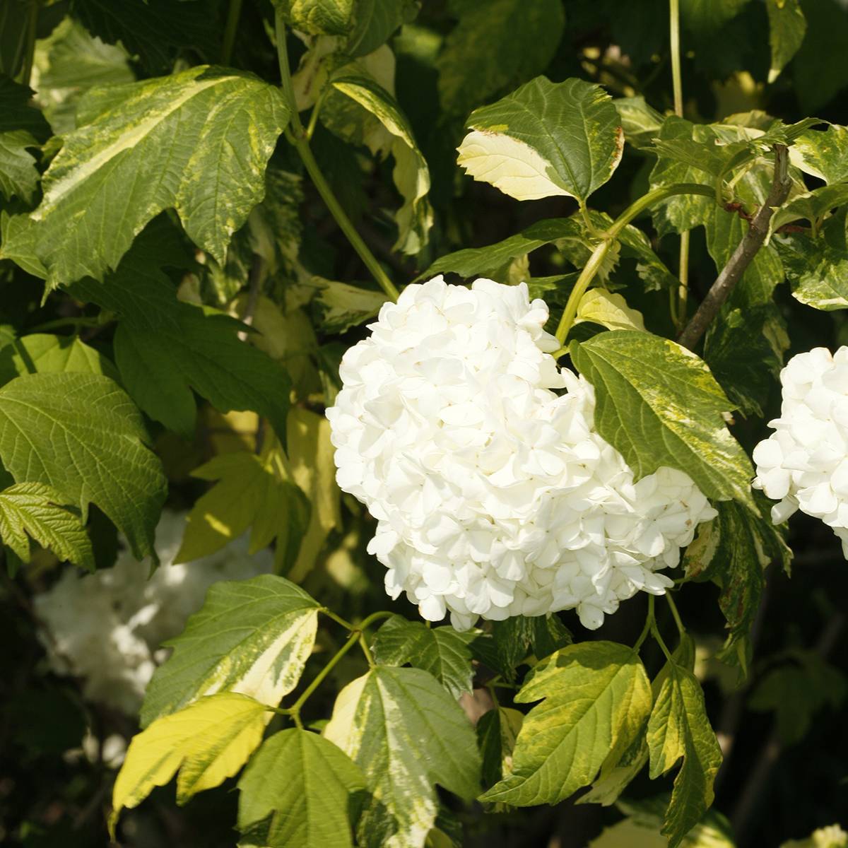 Promesse de Fleurs - Viorne obier - Viburnum opulus Pechcin Pot de 3L/4L