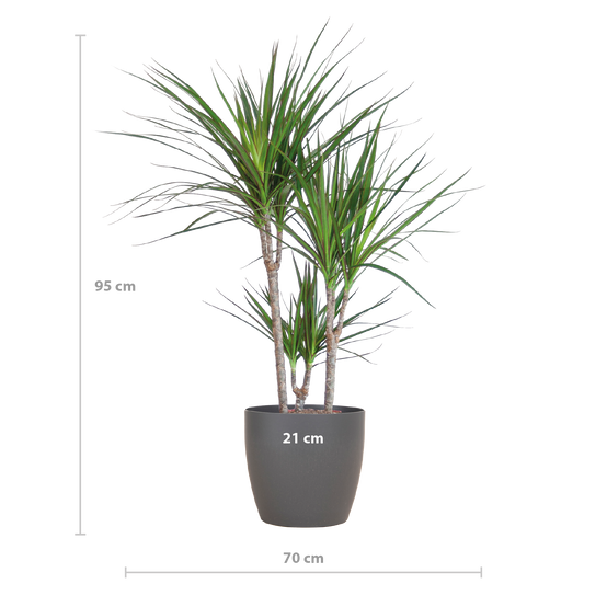 Dracaena Marginata - Pot de 21cm - Gris - Plantes d'intérieur - Image 2