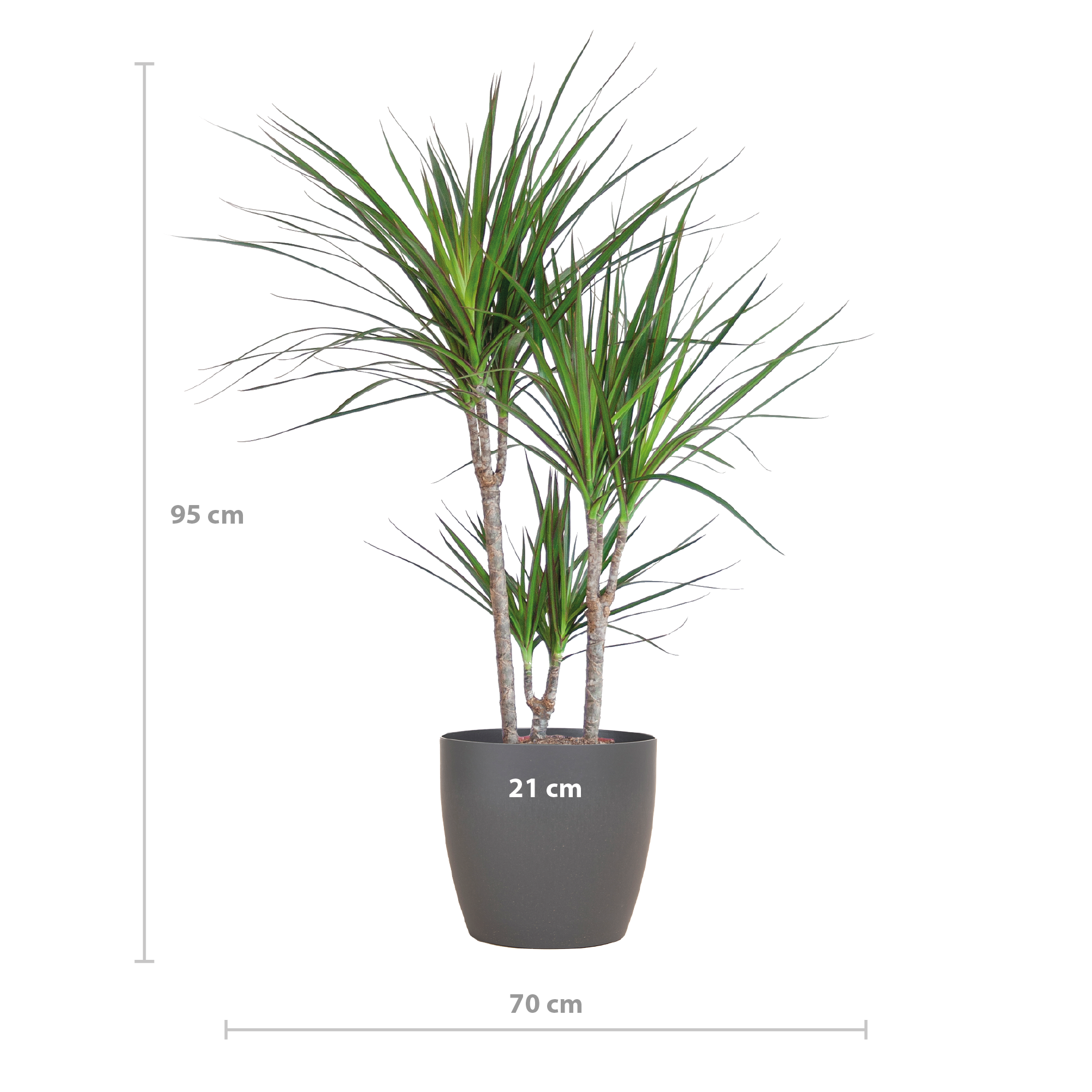 Dracaena Marginata - Pot de 21cm - Gris - Plantes d'intérieur - Image 2
