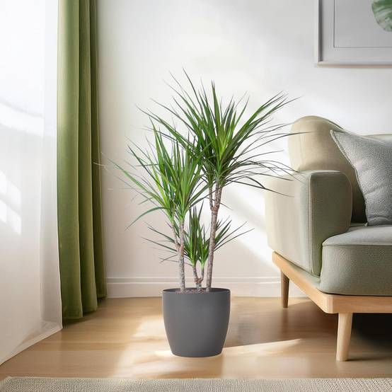 Dracaena Marginata - Pot de 21cm - Gris - Plantes d'intérieur - Image 3