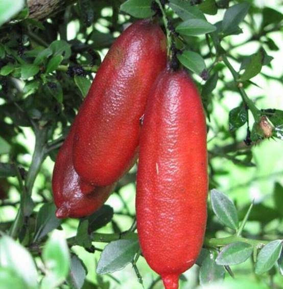 0 - Microcitrus australasica pulpe rouge (Caviar de citron) Pot de 9 litres -140/160 cm - Image 3