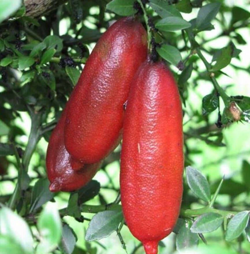 0 - Microcitrus australasica pulpe rouge (Caviar de citron) Pot de 9 litres -140/160 cm - Image 3