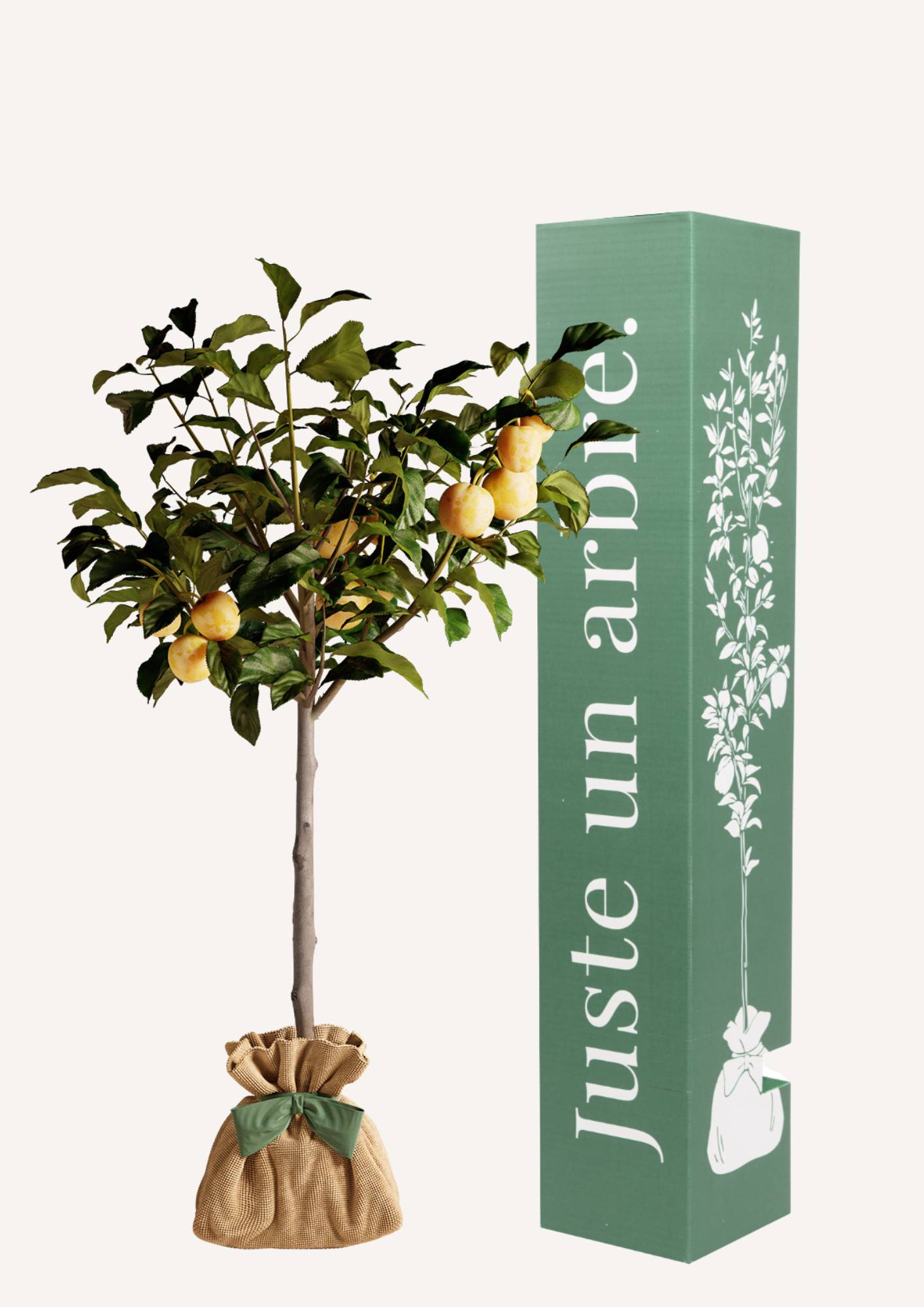 Juste Un Arbre - JUSTE UN ARBRE. – Prunier 'Reine Claude Dorée' |Idée cadeau pour naissance, mariage, anniversaire – Idéal pour vergers et… - Image 1