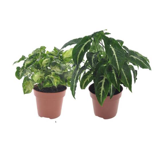 Box - 2 syngonium 20cm - Plante d'intérieur- La Green Touch - Image 1