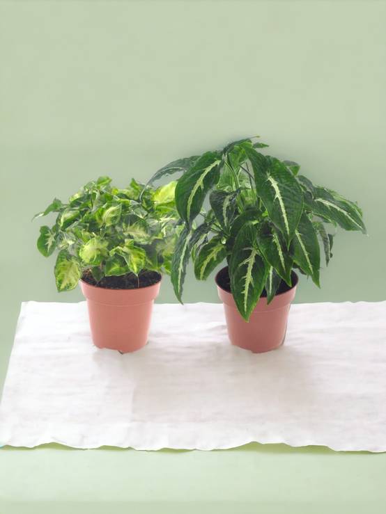 Box - 2 syngonium 20cm - Plante d'intérieur- La Green Touch - Image 2