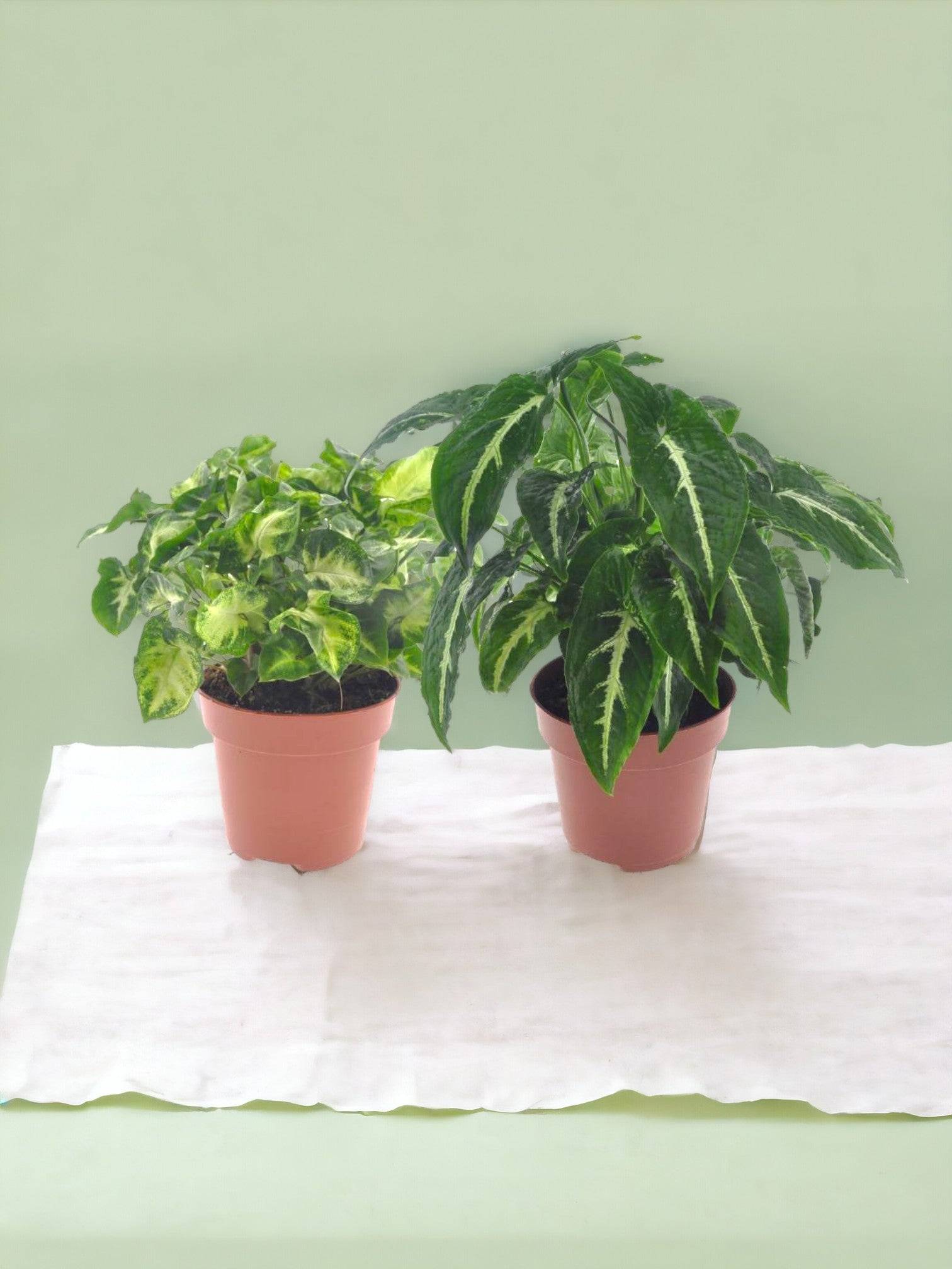 Box - 2 syngonium 20cm - Plante d'intérieur- La Green Touch - Image 2