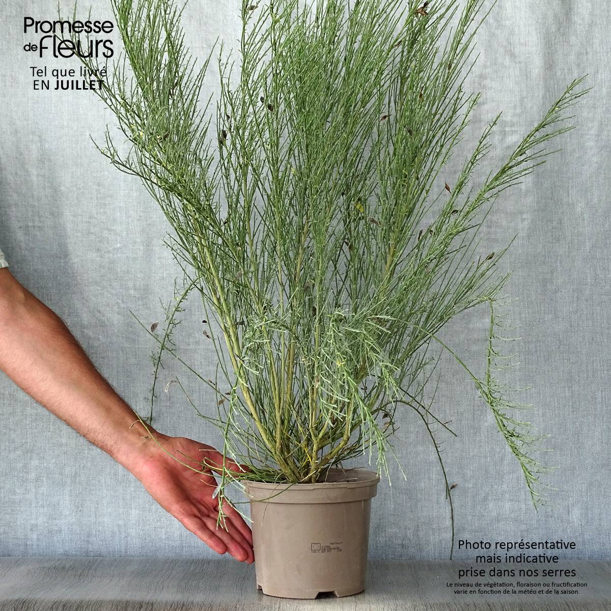 Promesse de Fleurs - Genêt précoce - Cytisus praecox Allgold Pot de 2L/3L - Image 2