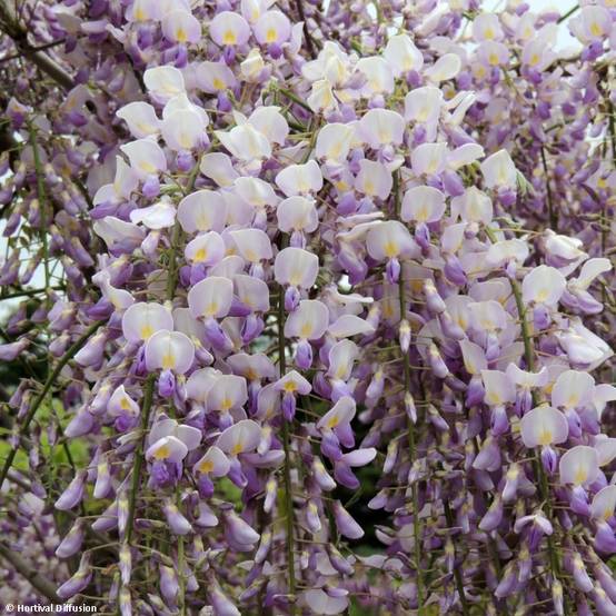 Promesse de Fleurs - Glycine Grande Diva Maria - Wisteria (x) venusta Pot de 1L/1,5L