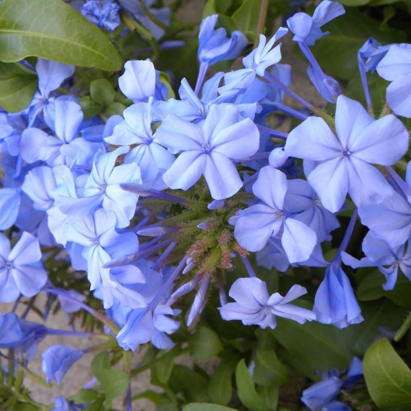 Plumbago du Cap, Dentaire du Cap à fleurs Bleue - feuillage Semi-Persistant - Pot de 3L - Echelle bambou 60/120 cm- hauteur à maturité De 2,00 m à 2, - Image 2
