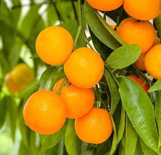 0 - Citrus clementina var. Oronules (Très gouteux et juteux) Pot de 9 litres -140/160 cm - Image 2
