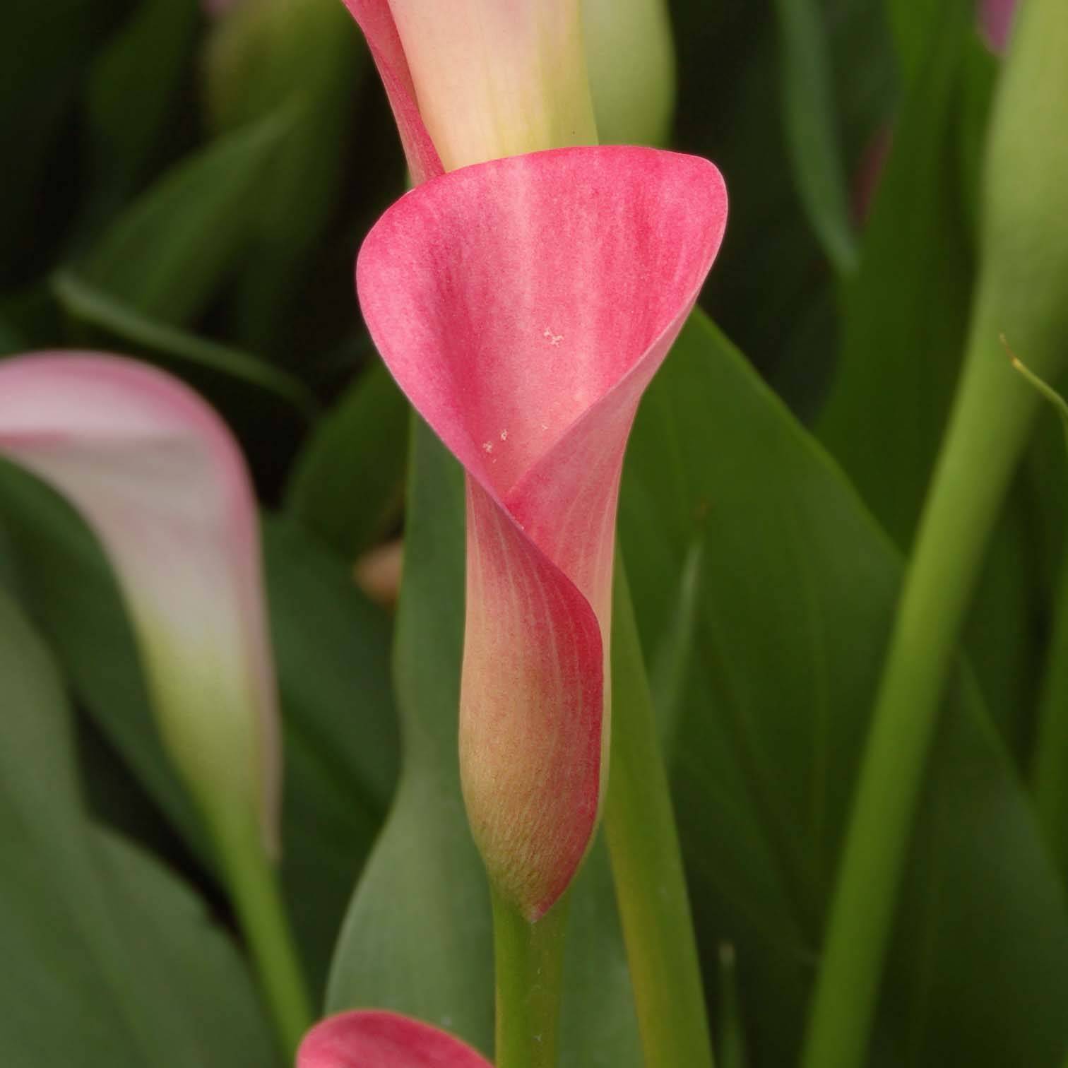 Arum ou Calla rose - Zantedeschia rehmannii Bulbe calibre 14+ (par 3)