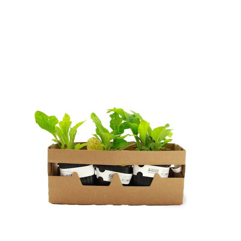 3 Digitales Blanches (Digitalis Purpurea 'Alba') - Lot de 3 vivaces - Pépinières Naudet - Image 4