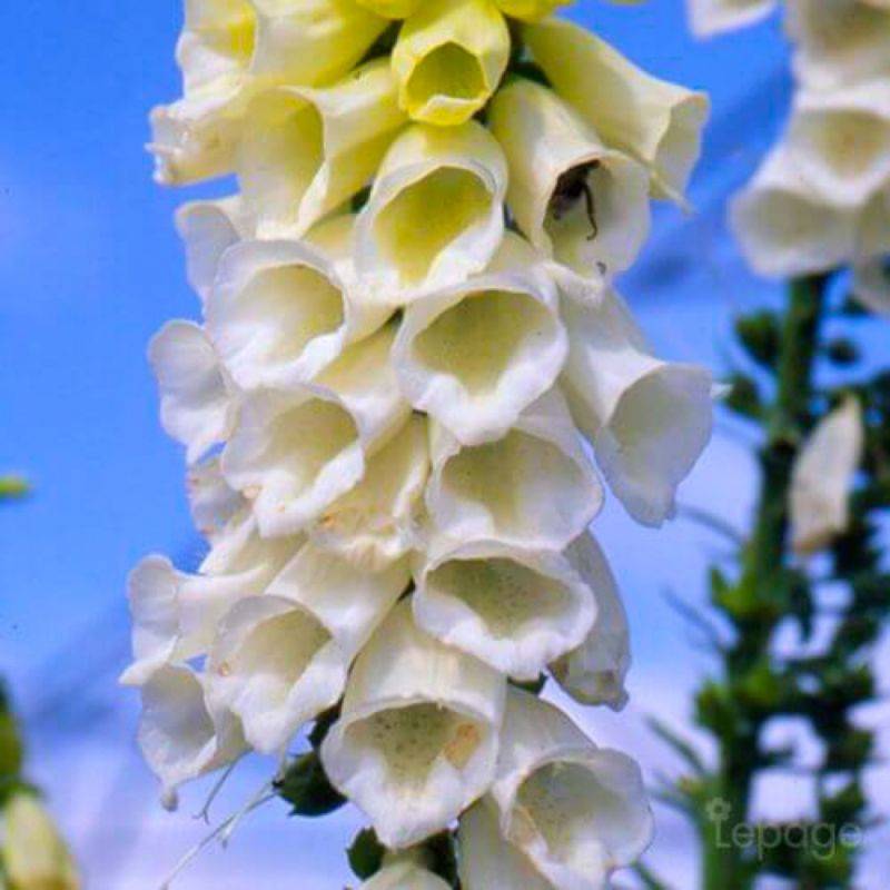 3 Digitales Blanches (Digitalis Purpurea 'Alba') - Lot de 3 vivaces - Pépinières Naudet - Image 1