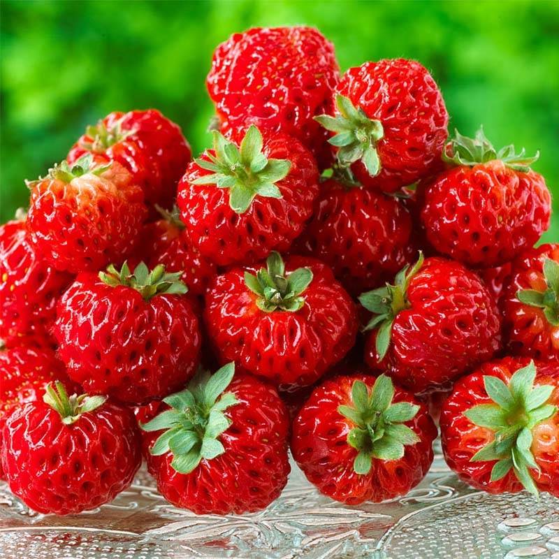 Fraisier Framberry (non remontant) Pot de 12 cm / 13 cm