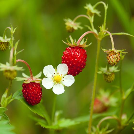 Fraisier des 4 saisons - Fraise des bois le sachet de 600 graines environ (0,2g)