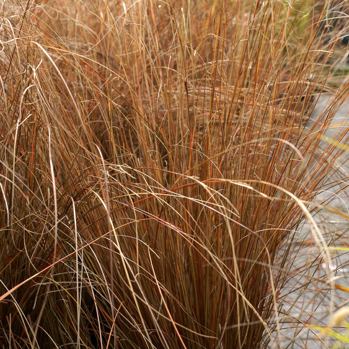 Promesse de Fleurs - Carex buchananii Red Rooster - Laîche de Buchanan Pot de 2L/3L