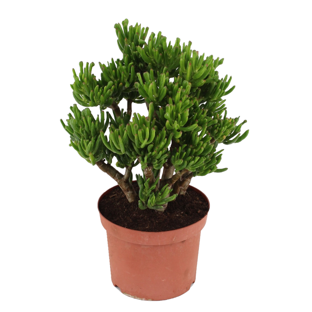 Plant In A Box - Arbre de jade - Crassula ovata 'Hobbit' - Hauteur 45-50cm - ⌀23cm - Image 1