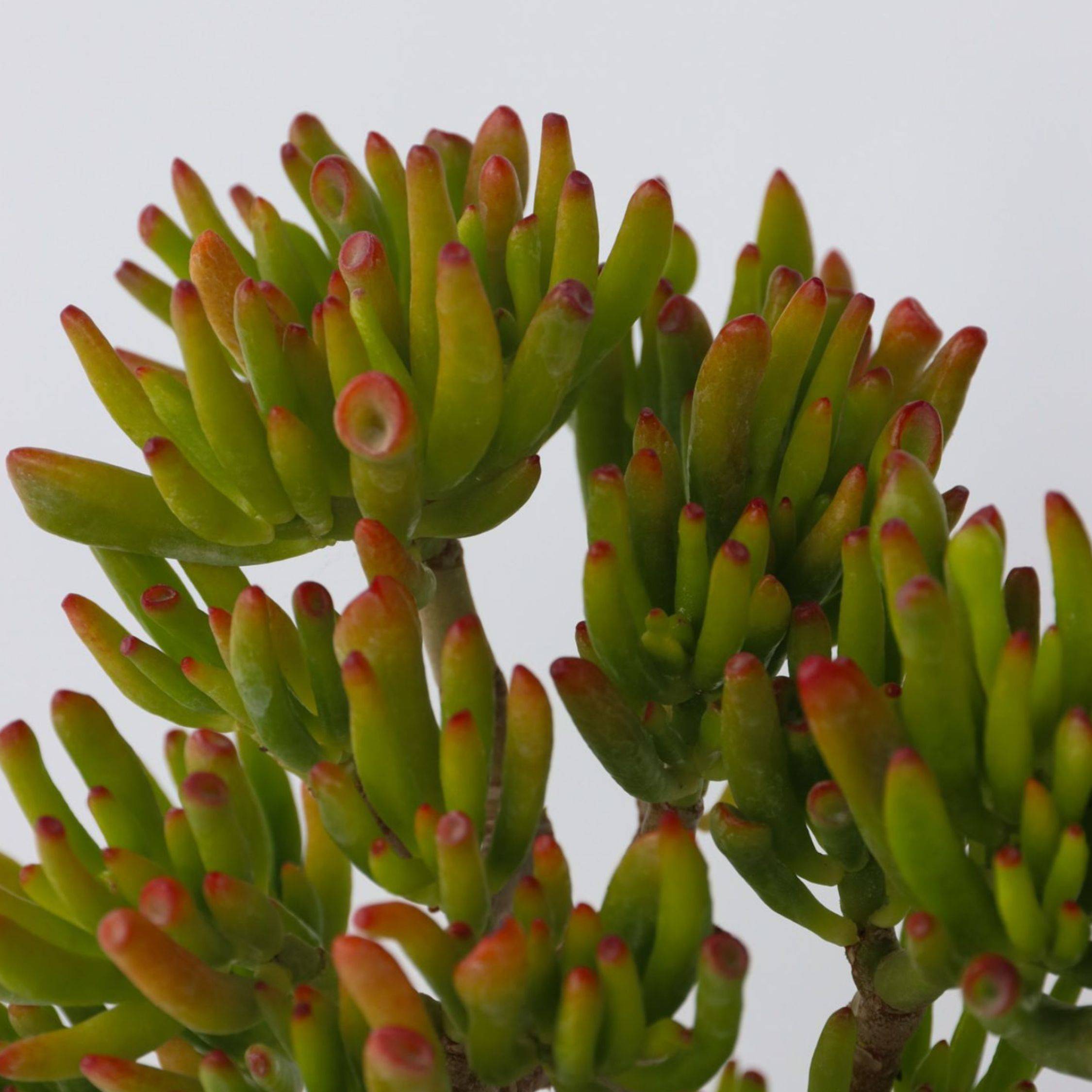 Plant In A Box - Arbre de jade - Crassula ovata 'Hobbit' - Hauteur 45-50cm - ⌀23cm - Image 3
