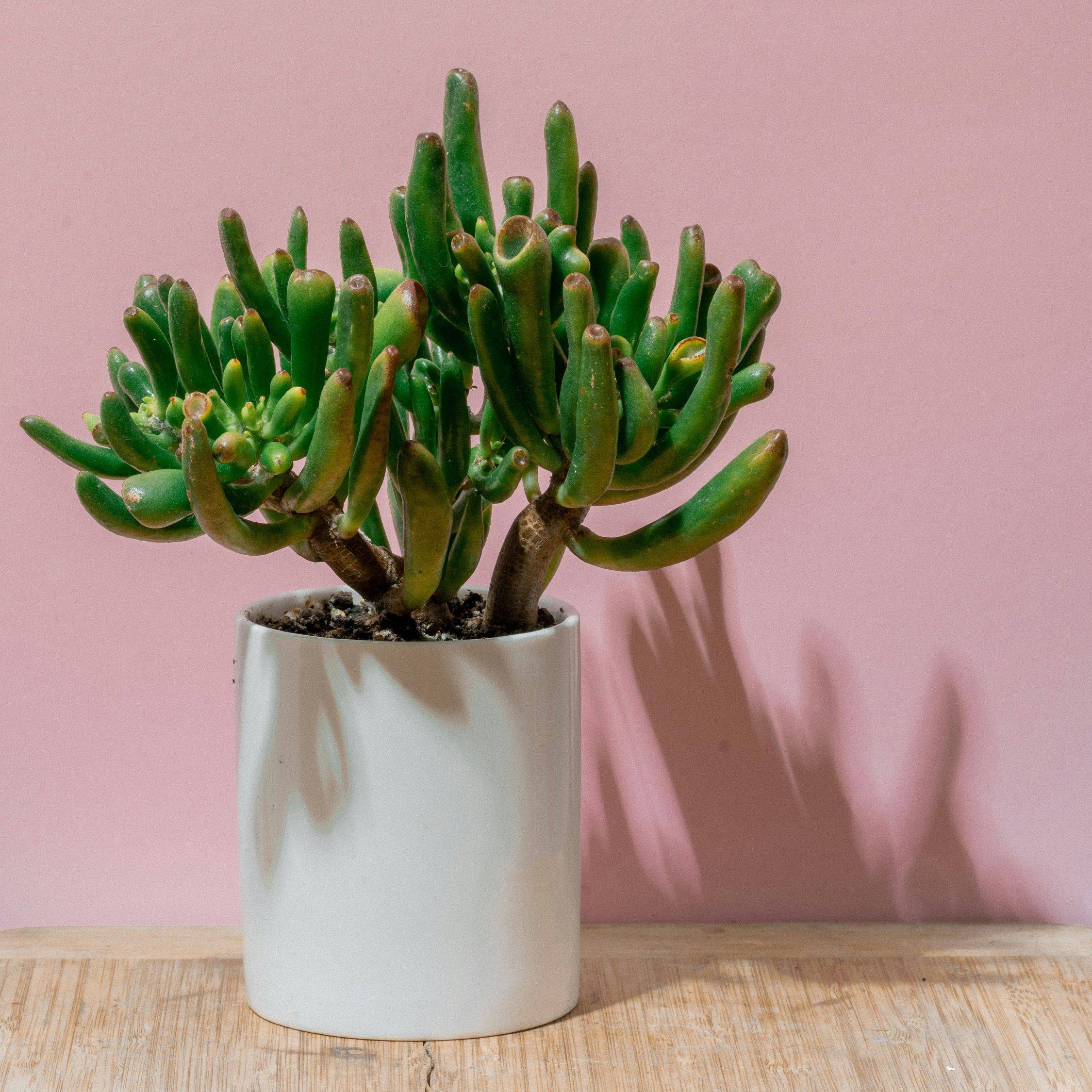 Plant In A Box - Arbre de jade - Crassula ovata 'Hobbit' - Hauteur 45-50cm - ⌀23cm - Image 2