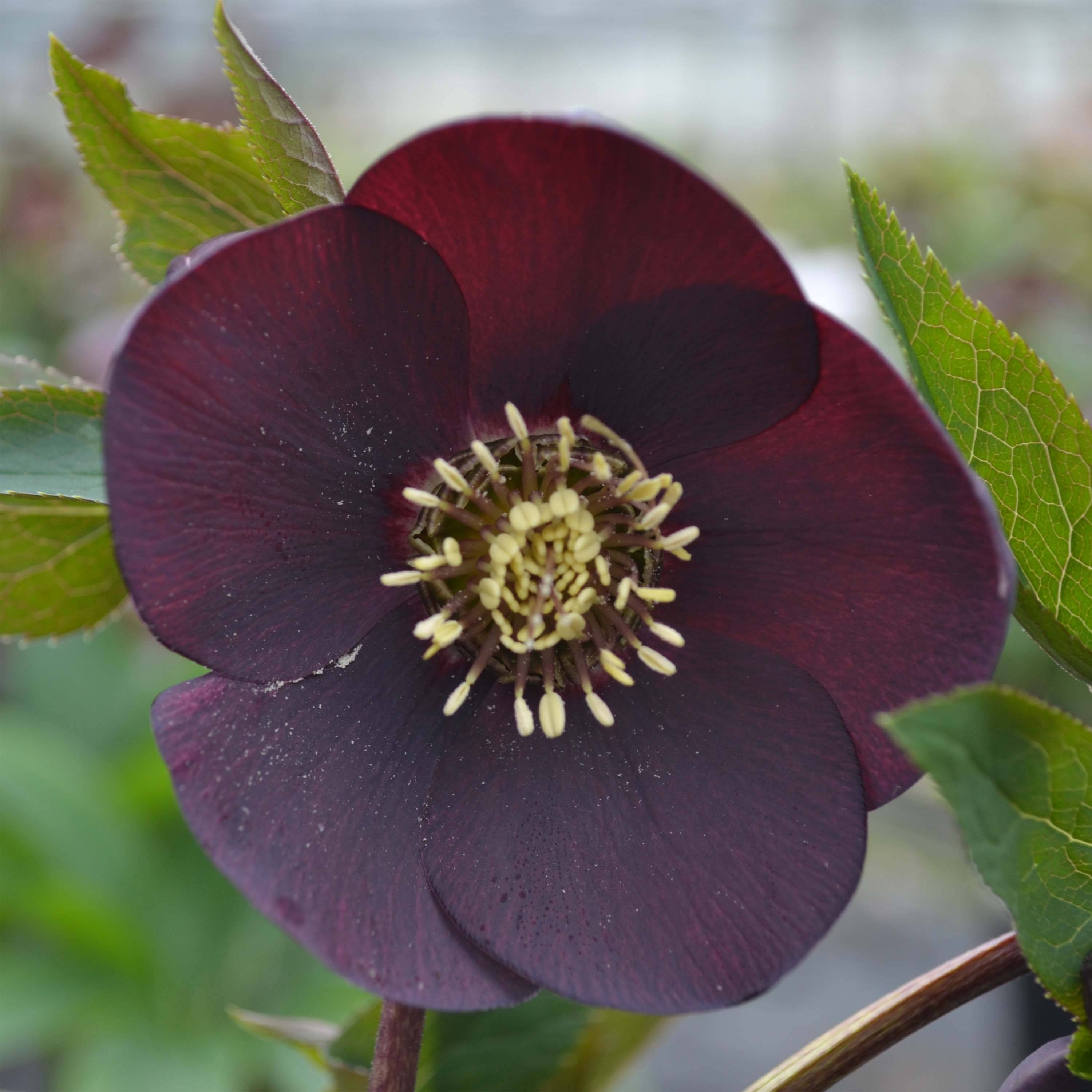 Promesse de Fleurs - Hellébore orientale Noire Pot de 1,5L/2L - Image 1