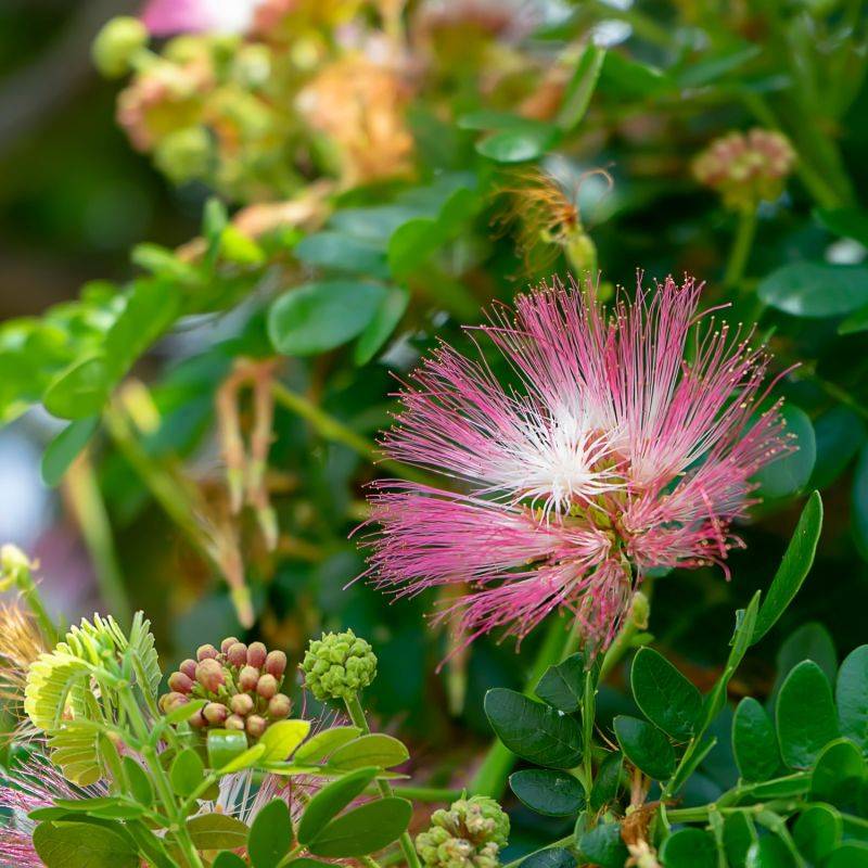 Arbre aux houpettes 'Dixie Pink' (Calliandra surinamensis 'Dixie Pink') - Godet 9cm - Pépinières Naudet