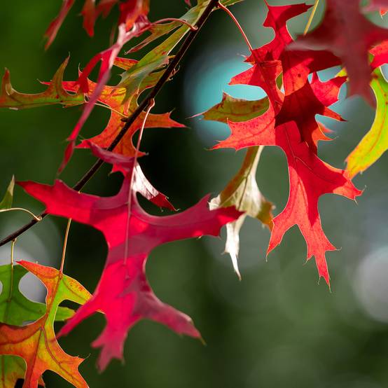 Promesse de Fleurs - Chêne des marais - Quercus palustris Betty Jean Pot de 4L/5L - Image 1
