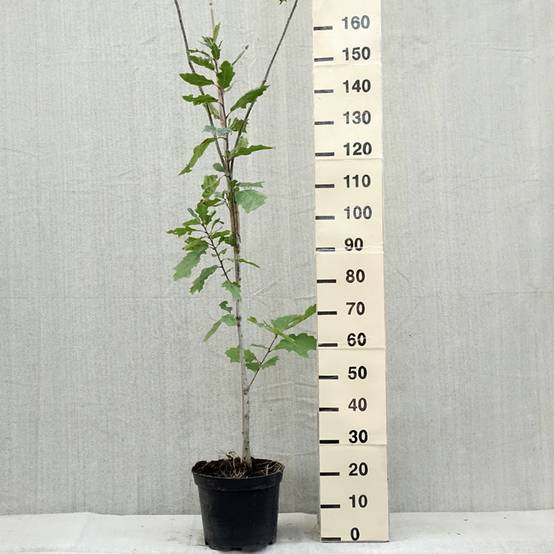 Promesse de Fleurs - Chêne des marais - Quercus palustris Betty Jean Pot de 4L/5L - Image 2