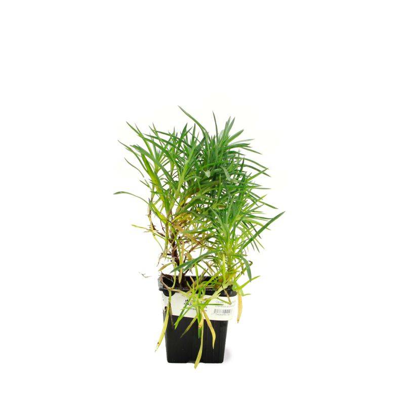 3 Oeillets Mignardise (Dianthus Plumarius 'Maggie') - Lot de 3 vivaces - Pépinières Naudet - Image 1
