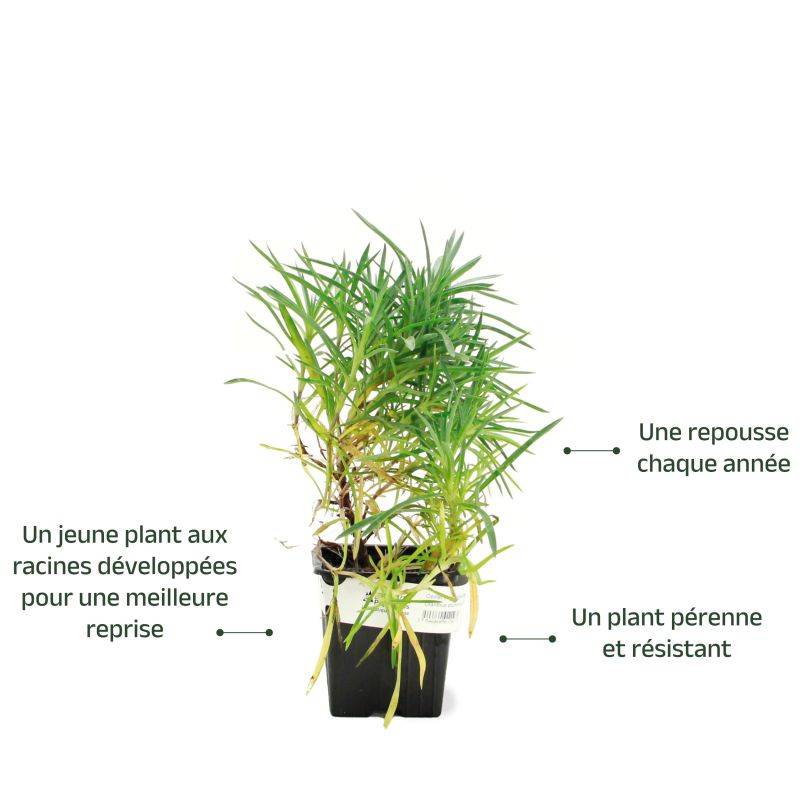 3 Oeillets Mignardise (Dianthus Plumarius 'Maggie') - Lot de 3 vivaces - Pépinières Naudet - Image 2