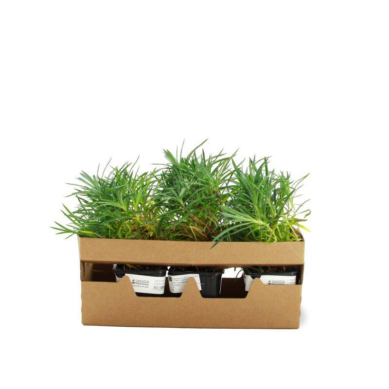 3 Oeillets Mignardise (Dianthus Plumarius 'Maggie') - Lot de 3 vivaces - Pépinières Naudet - Image 3