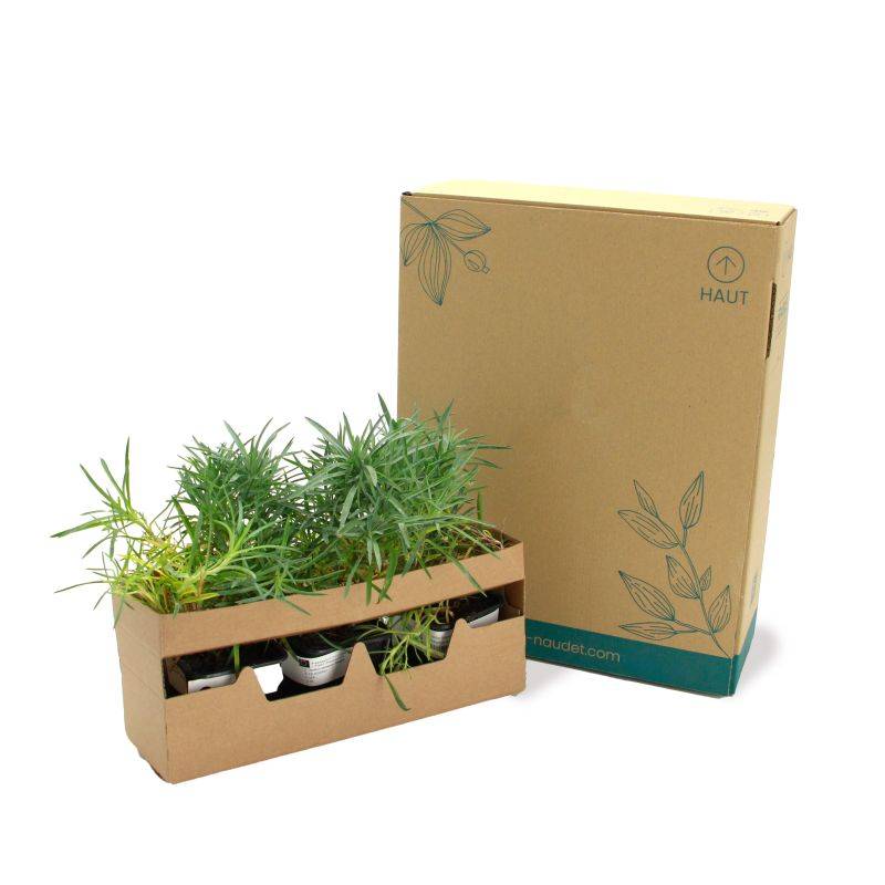 3 Oeillets Mignardise (Dianthus Plumarius 'Maggie') - Lot de 3 vivaces - Pépinières Naudet - Image 4