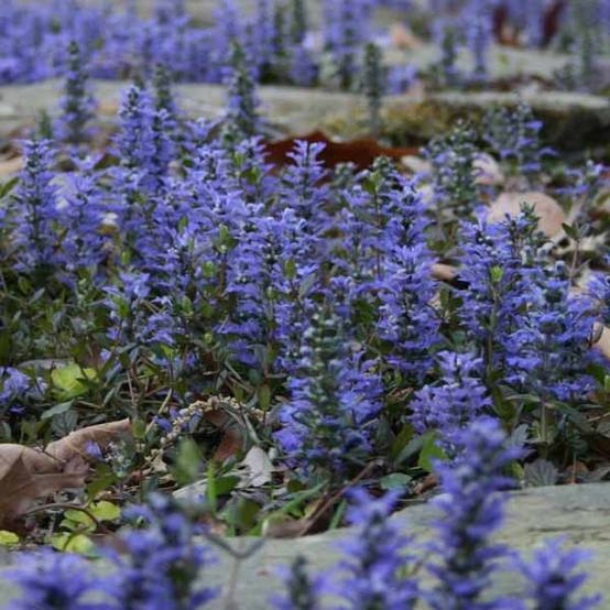 Promesse de Fleurs - Bugle rampante - Ajuga reptans Godet de 8/9 cm