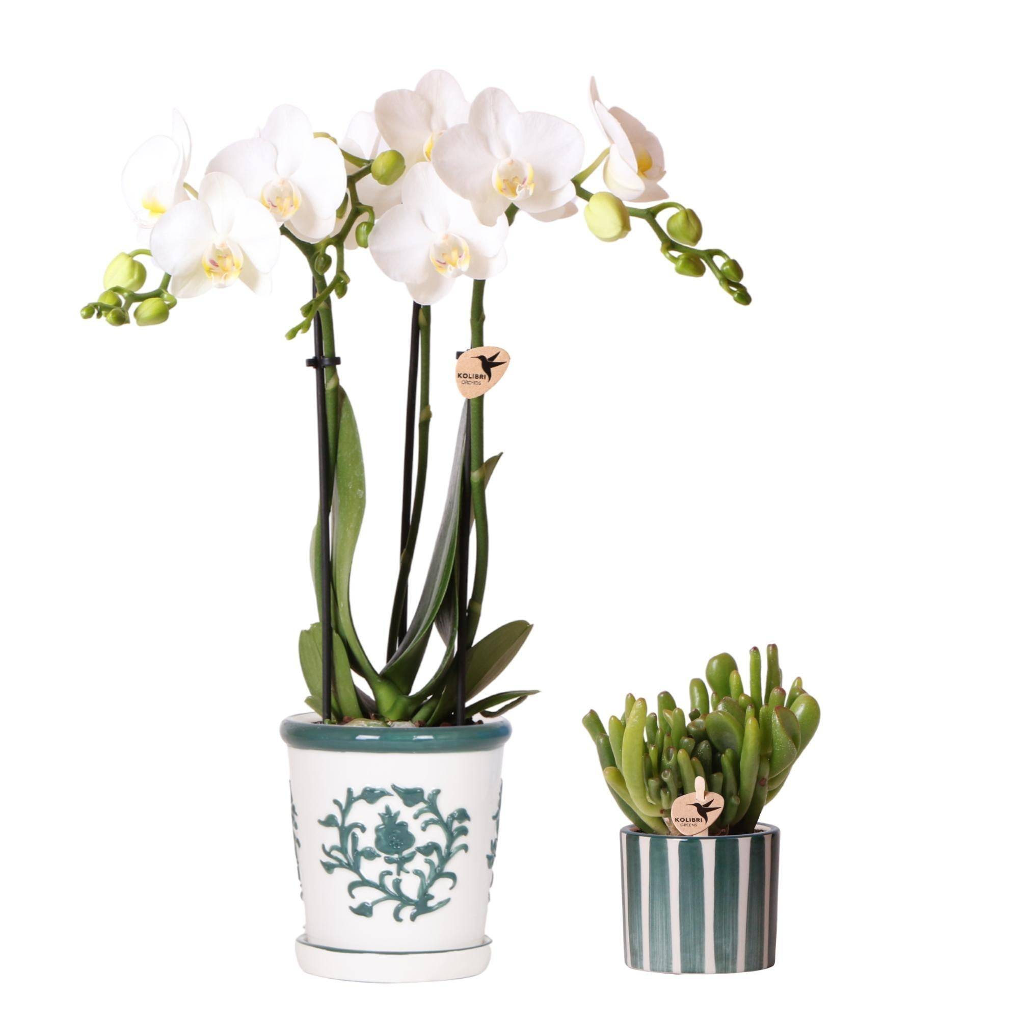 Orchidée Amabilis en Pot Malaga et Succulent en Pot Peint Bleu - H1cm - Image 2