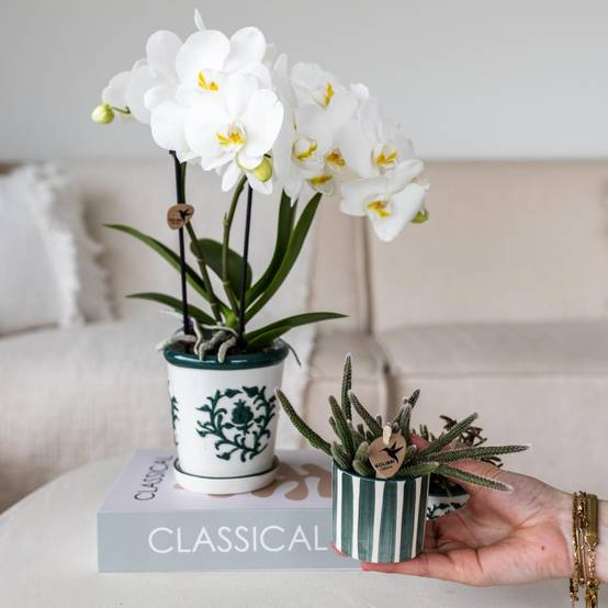 Orchidée Amabilis en Pot Malaga et Succulent en Pot Peint Bleu - H1cm - Image 1